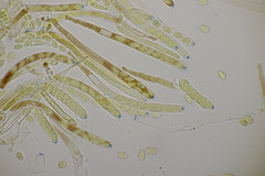 Ciboria amentacea