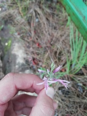 Radinosiphon leptostachya