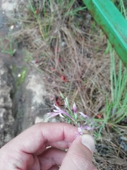 Radinosiphon leptostachya