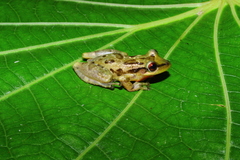 Scinax crospedospilus