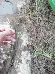 Radinosiphon leptostachya