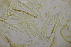 Ciboria amentacea