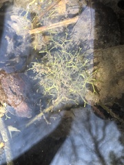 Riccia fluitans