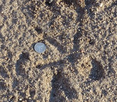 Meleagris gallopavo mexicana