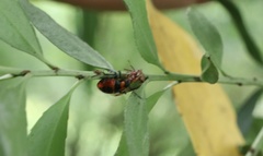 Brontocoris nigrolimbatus