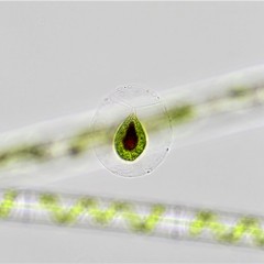 Haematococcus lacustris