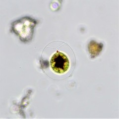 Haematococcus lacustris