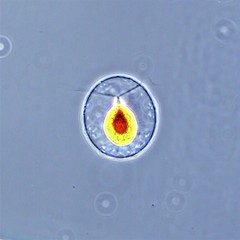 Haematococcus lacustris