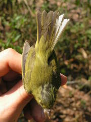 Phylloscopus valentini