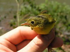 Phylloscopus valentini