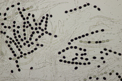 Biscogniauxia marginata