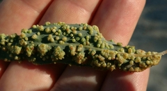 Aculus