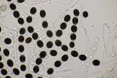 Biscogniauxia marginata