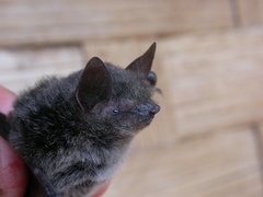 Horsfield's Myotis photo 3