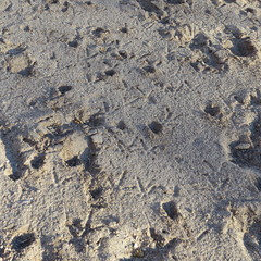 Meleagris gallopavo mexicana