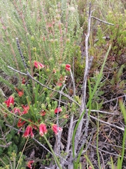 Erica versicolor
