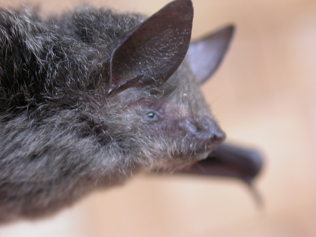 Horsfield's Bat (Myotis horsfieldii) - Know Your Mammals