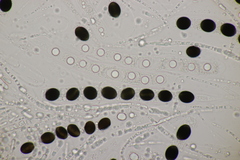 Biscogniauxia marginata