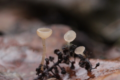 Ciboria amentacea