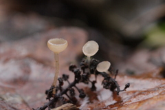 Ciboria amentacea