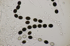 Biscogniauxia marginata