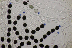 Biscogniauxia marginata