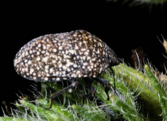 Psacasta exanthematica