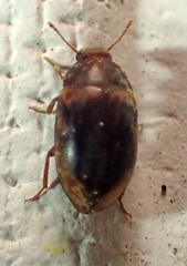 Enneboeus marmoratus