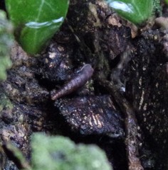 Clausilia