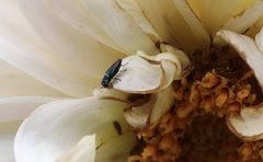 Bilyaxia concinna