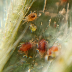 Tetranychidae