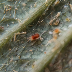 Tetranychidae