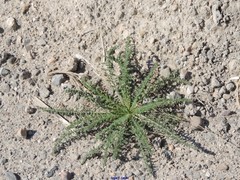 Reseda suffruticosa