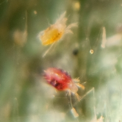 Tetranychidae