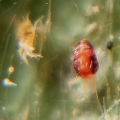 Tetranychidae