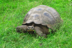 Chelonoidis niger porteri