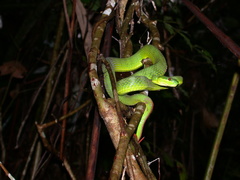 Trimeresurus guoi