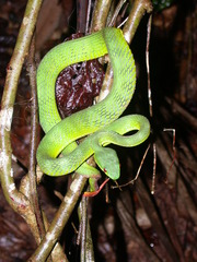 Trimeresurus guoi