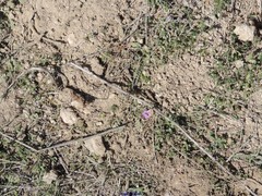 Helianthemum ledifolium