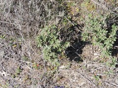 Helianthemum squamatum