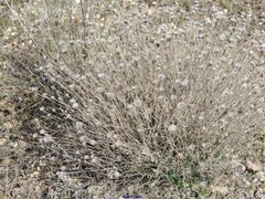 Centaurea hyssopifolia