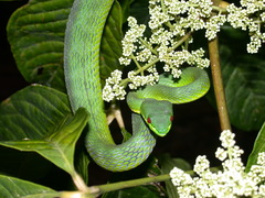 Trimeresurus guoi