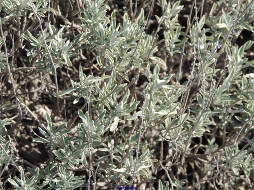 Salvia officinalis