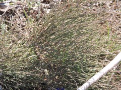 Ephedra distachya