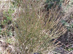 Ephedra distachya
