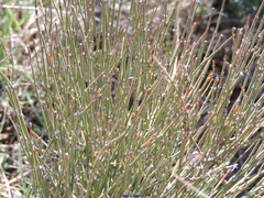 Ephedra distachya