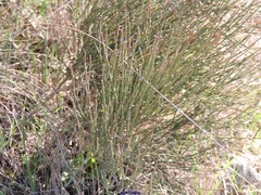 Ephedra distachya