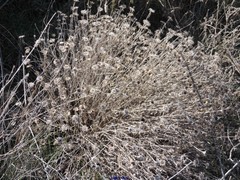 Centaurea hyssopifolia