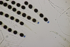 Biscogniauxia marginata