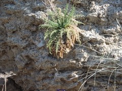 Reseda suffruticosa